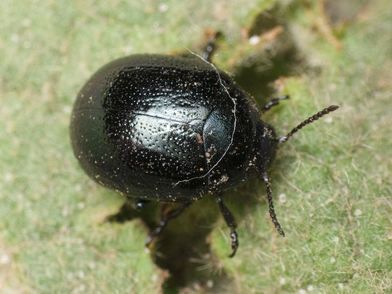 Chrysolina haemoptera (Linnaeus, 1758)